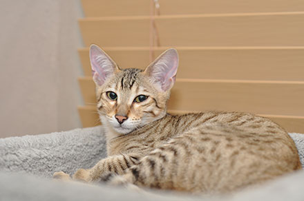 Light coloured Savannah Cat lying down in a bed by some blinds